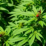 is neem oil good for cannabis plants